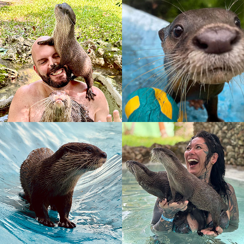 Looking for unique attractions in Zanzibar? The otters in our care are waiting for YOU! Unlike anything else on the island, this interactive animal experience puts the happiness of the animals first. Watch them splash, chase, and even hold hands with you—all while knowing your visit helps fund their care and future.