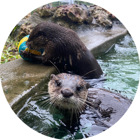 VIP Otter Experience 1