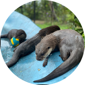 VIP Otter Experience 8